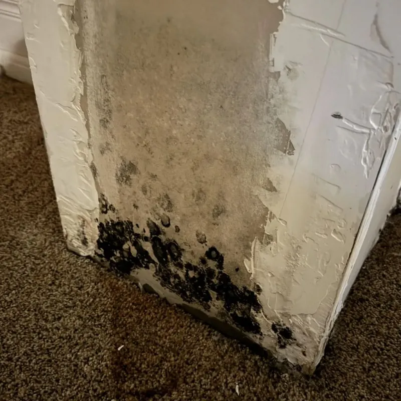 Professional Mold Removal in Tariffville, CT